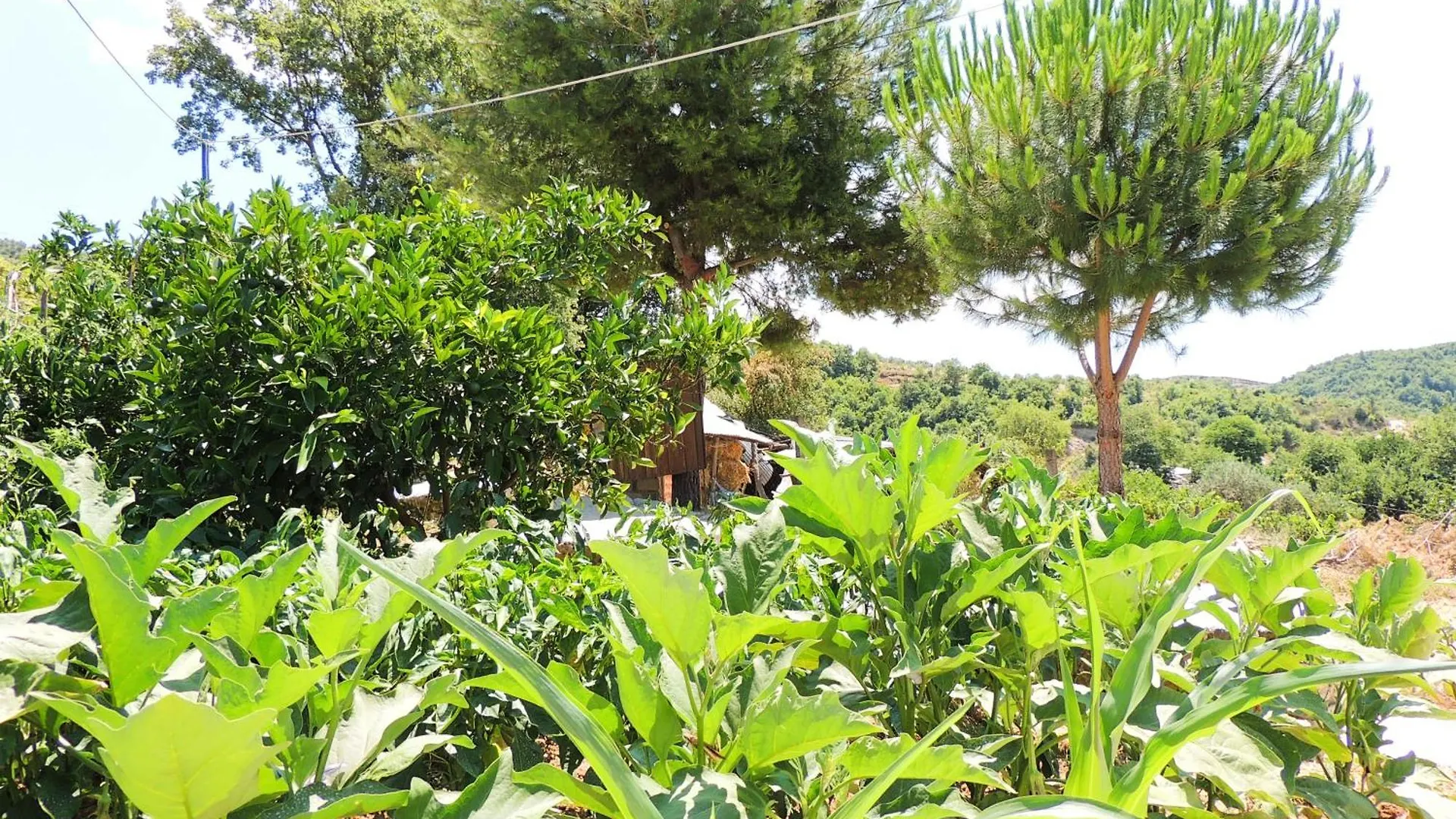 Guesthouse Parents House Berat